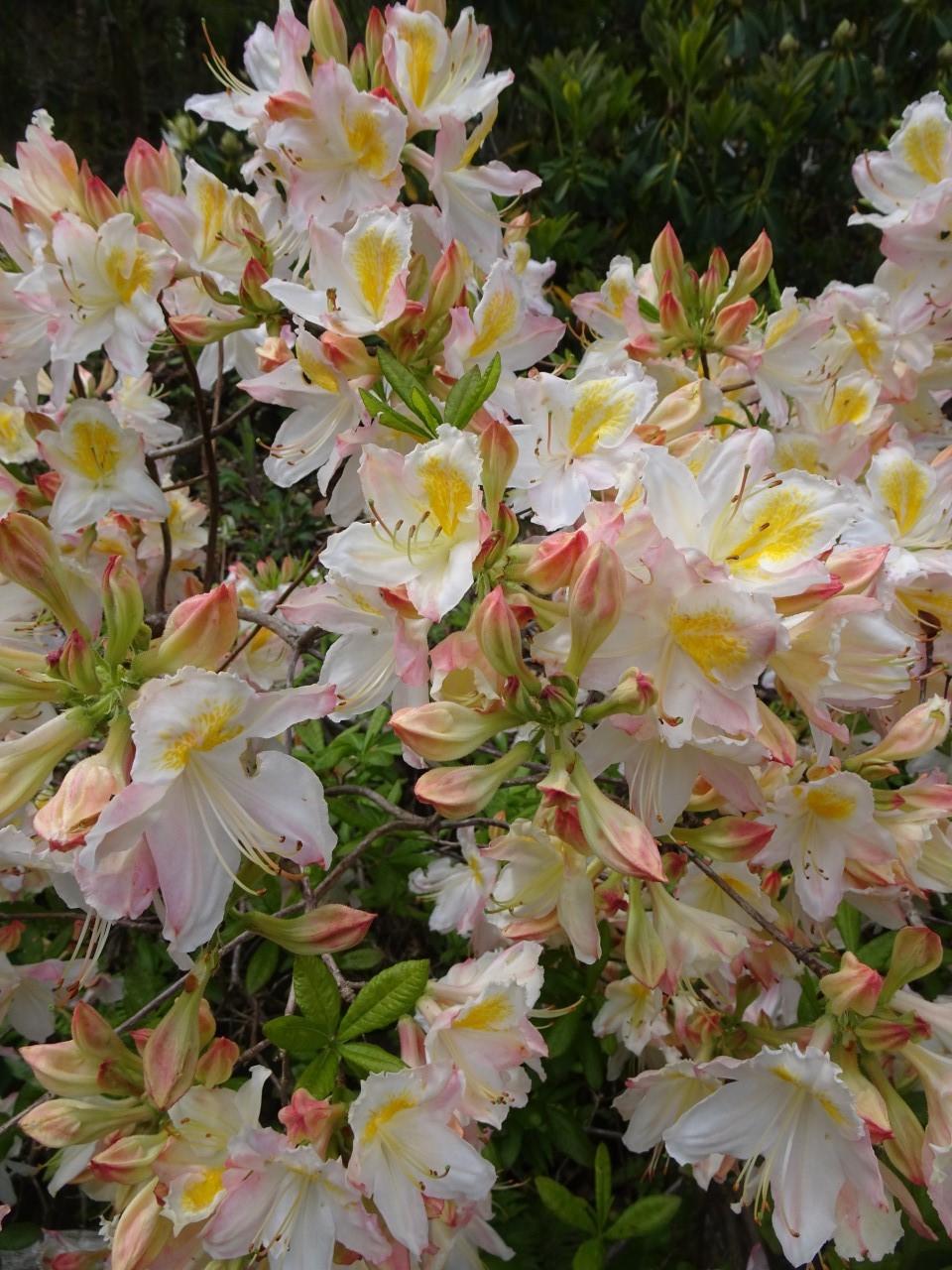 'Knaphill White'
